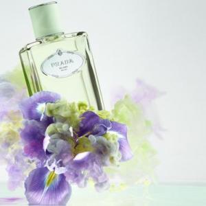 iris prada fragrantica