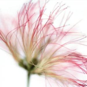 kenzo eau de fleur de soie silk