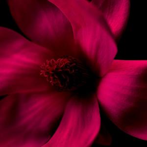 magnolia bvlgari
