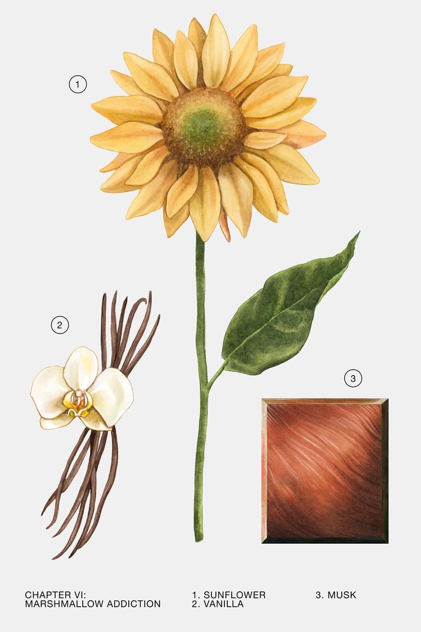 Marshmallow Addiction Eau de Parfum Zara perfume a new fragrance for women 2023