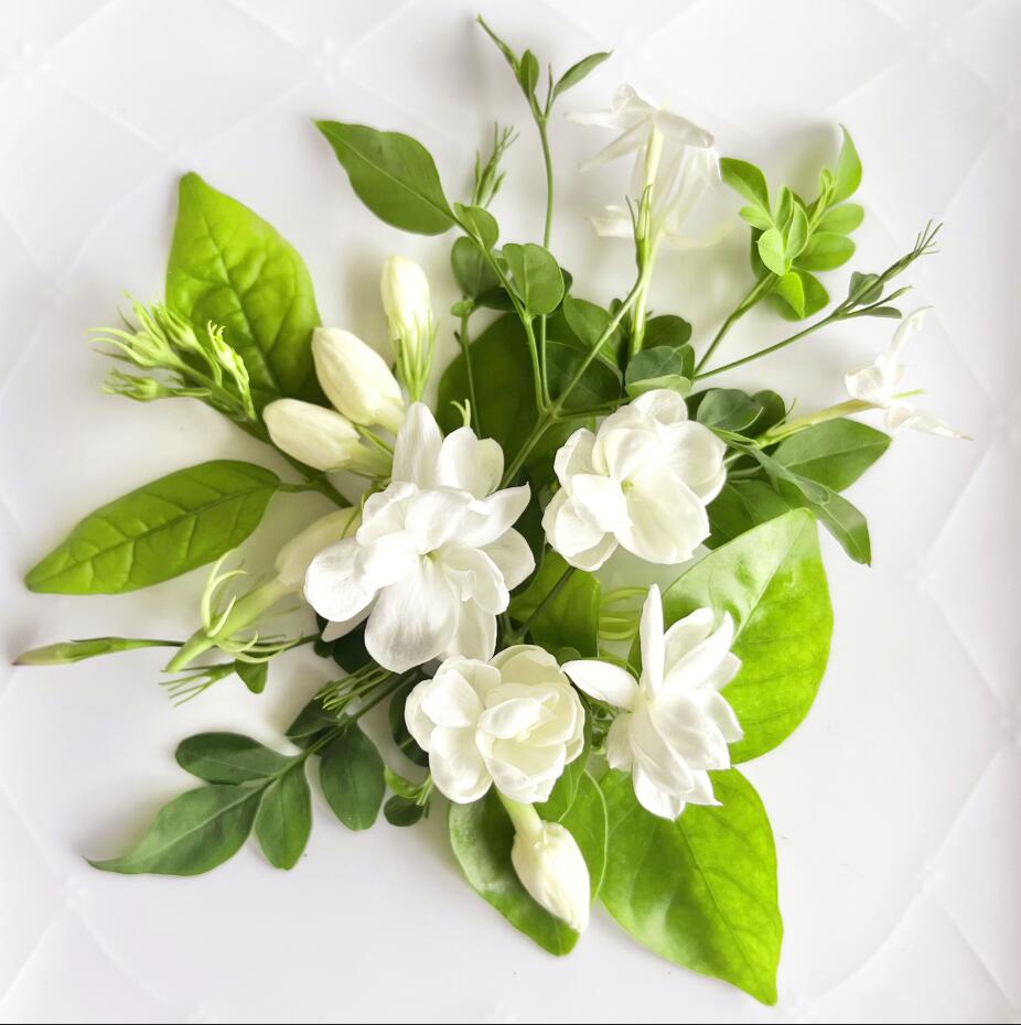No.5 Jasmine Jasmine Crazy Jasmine perfume - a new fragrance for