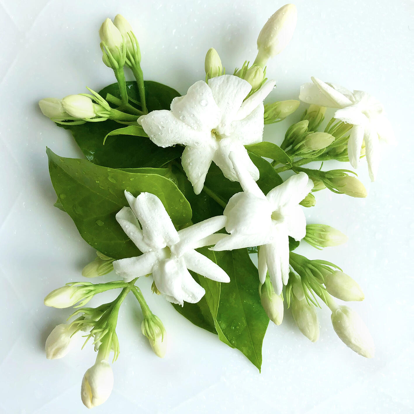 No.1 Jasmine Sambac Crazy Jasmine perfume - a new fragrance for