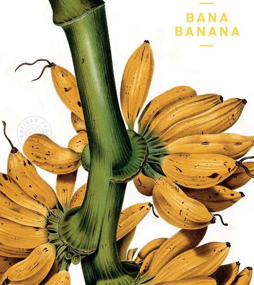 Bana Banana L'Artisan Parfumeur perfume a fragrance for women and men