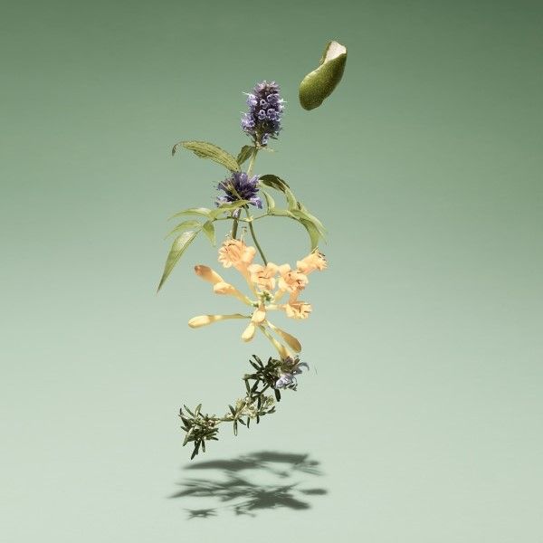 Wild Meadow Bamford perfume - a fragrance for women and men 2021