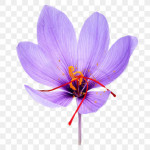 Ralph Lauren Saffron: New addition to The Luxury Collection