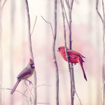 Perfumed Horoscope January 14