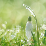 Perfumed Horoscope March 11 - March 17