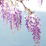 Italian Spring By Simone Cosac: Lilac, Roses, and Jasmine