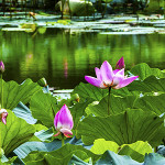 Perfumed Horoscope: May 24 - May 30