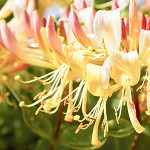 Perfumed Horoscope: June 28 - July 4