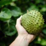 From Thorns to Flavors: Discover Soursop