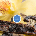 Fragrantica Talks: Vanilla Perfumes!