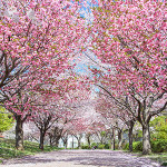 Perfumed Horoscope: April 11 - April 17