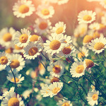 Perfumed Horoscope: April 18 - April 24