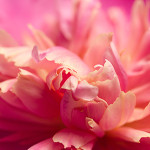 Perfumed Horoscope: May 16 - May 22
