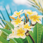Perfumed Horoscope: September 19 - September 25
