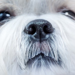 Can Your Dog See Smells?