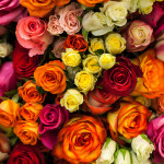 2023: The Allure of the Rose