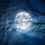 Scents Spirits