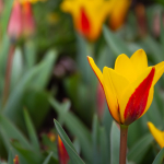 Perfumed Horoscope: March 18 - 24