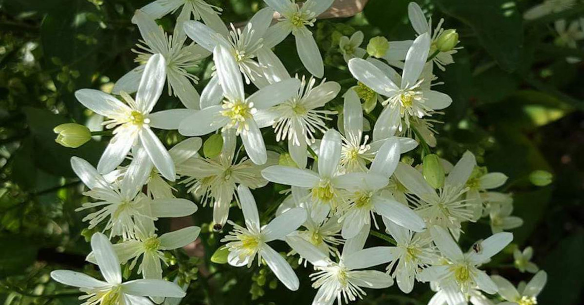 Sweet Autumn Clematis: A Picture story from Pakistan ~ Scented Home ...