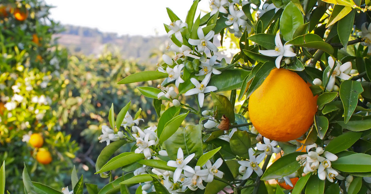 Как цветет апельсин фото Perfumed Horoscope April 16 - April 22 Fragrant Horoscope