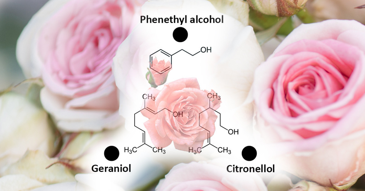 Dotting the Rose to Illustrate the Perception of Smell Raw Materials