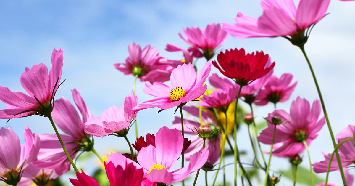 Perfumed Horoscope August 12 August 18 Fragrant Horoscope