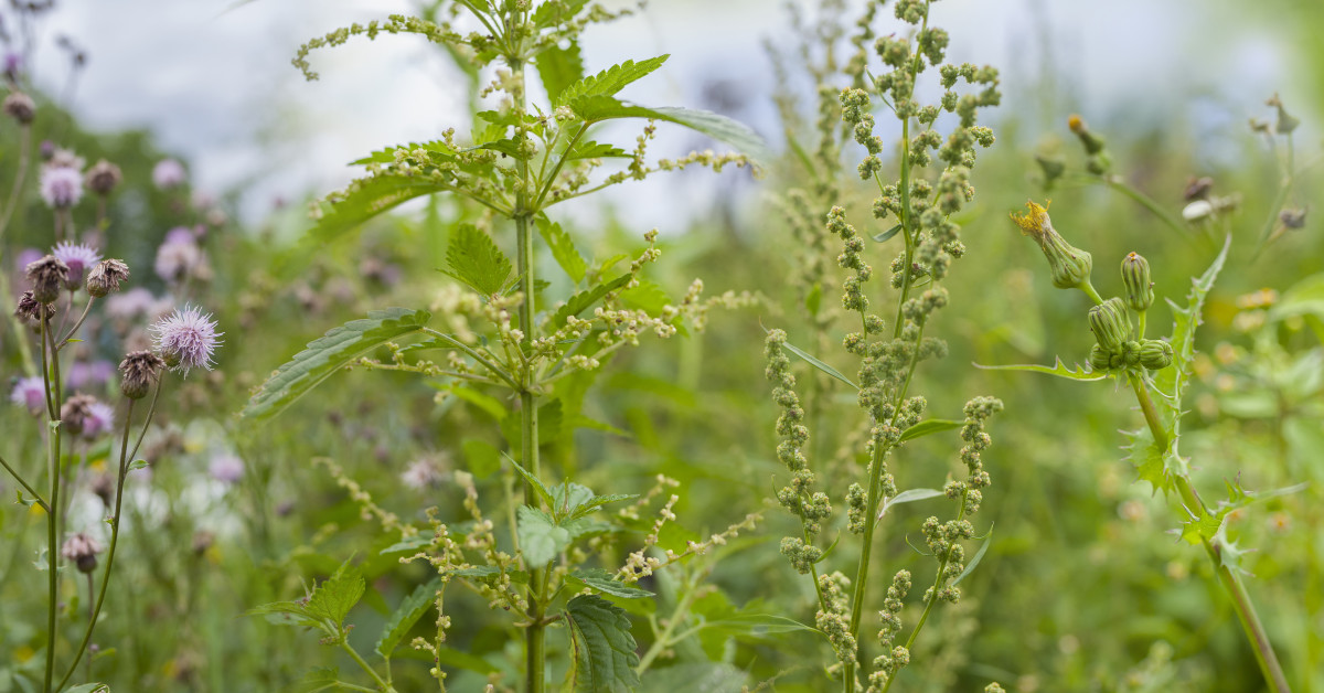 The Inconvenient Weed With A Unique Fragrance: Meet St. John's Wort ...