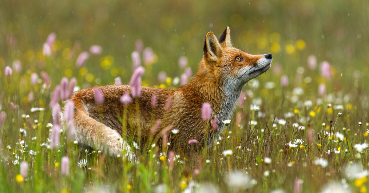 Fox in the Flowerbed: The Happiest Aldehydic Floral ~ Fragrance