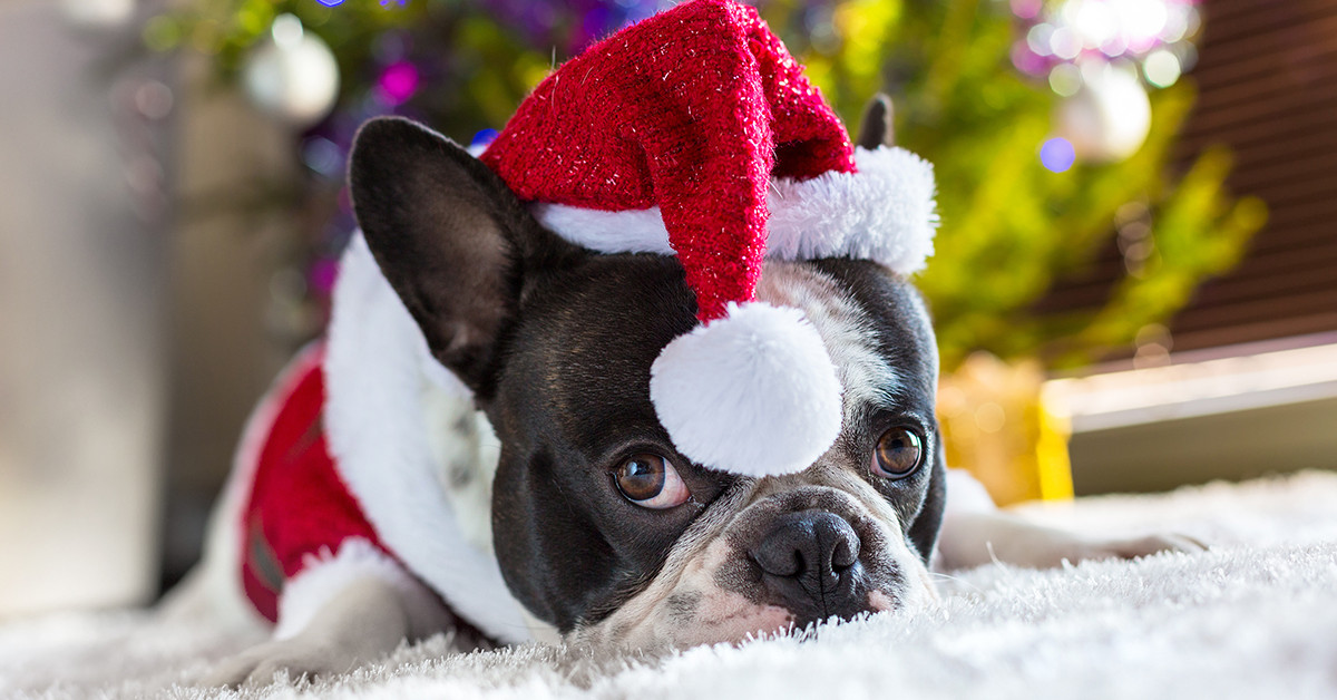 Perfumed Horoscope December 12 December 18 Fragrant Horoscope