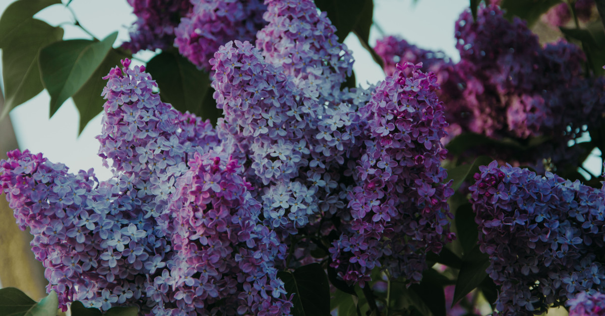 Three Lilac Perfumes for the Forthcoming Spring ~ Fragrance Reviews