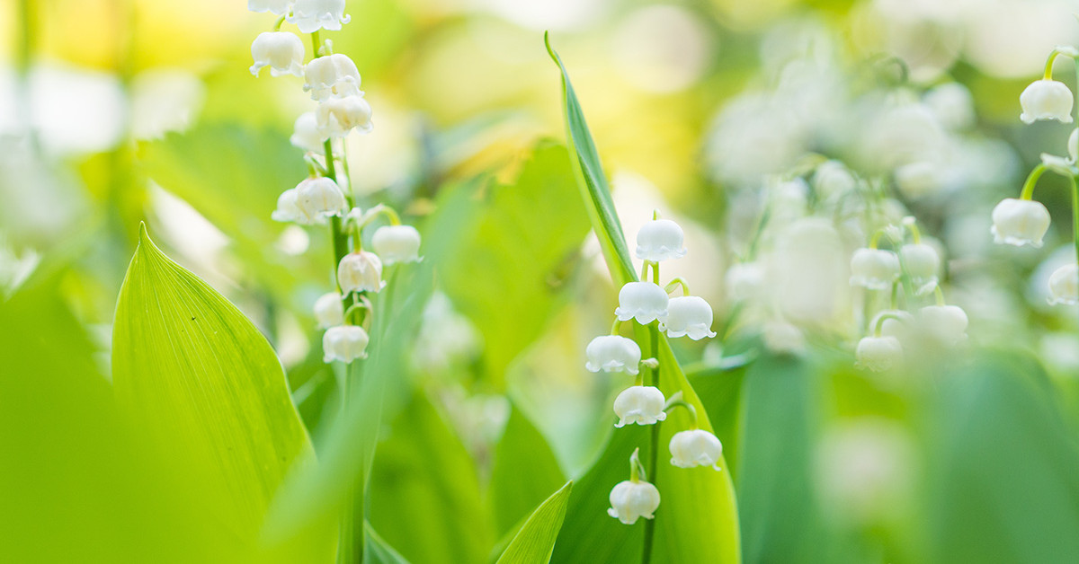 Perfumed Horoscope: May 1 - May 6 ~ Fragrant Horoscope