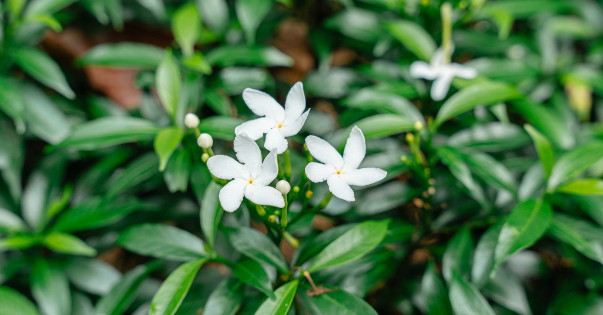 Jasmine Grandiflorum vs Sambac Raw Materials