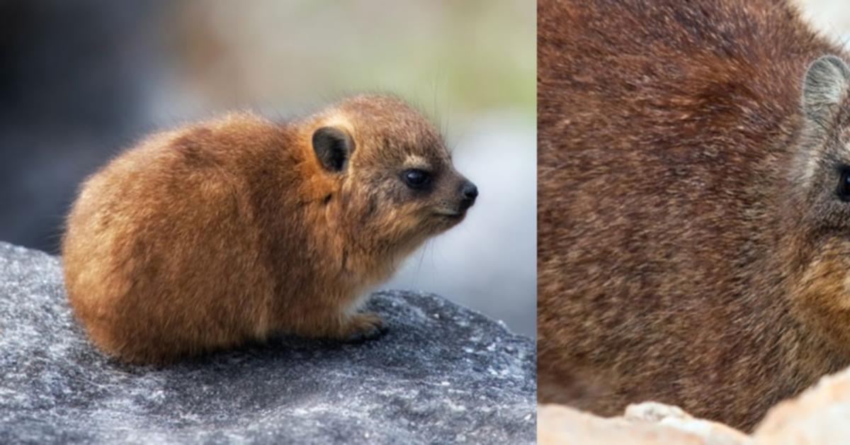 hyrax fragrantica