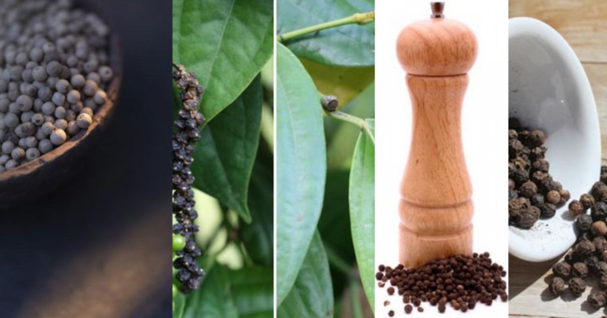 Black Pepper A Warm Energy Raw Materials