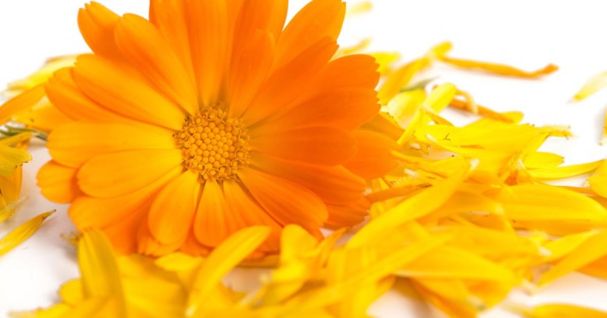 Perfumed Horoscope August 11 17 Fragrant Horoscope