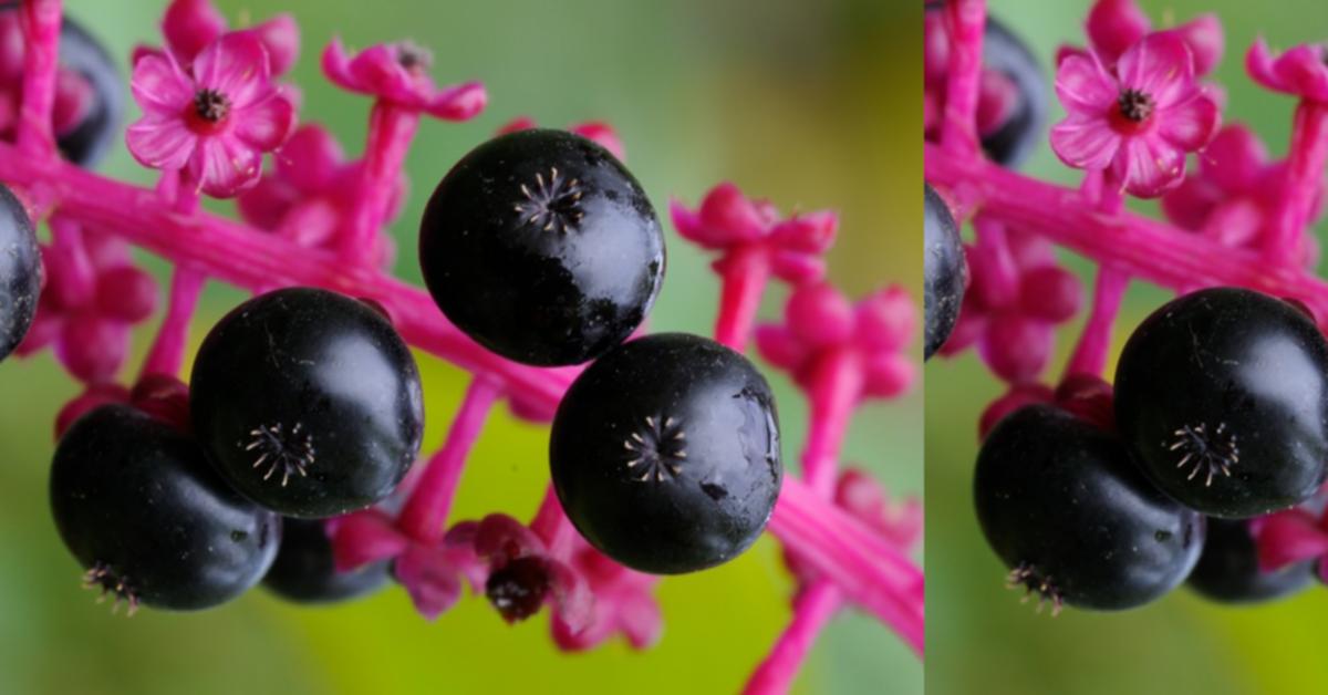 Perfumed Horoscope October 13 October 19 Fragrant Horoscope