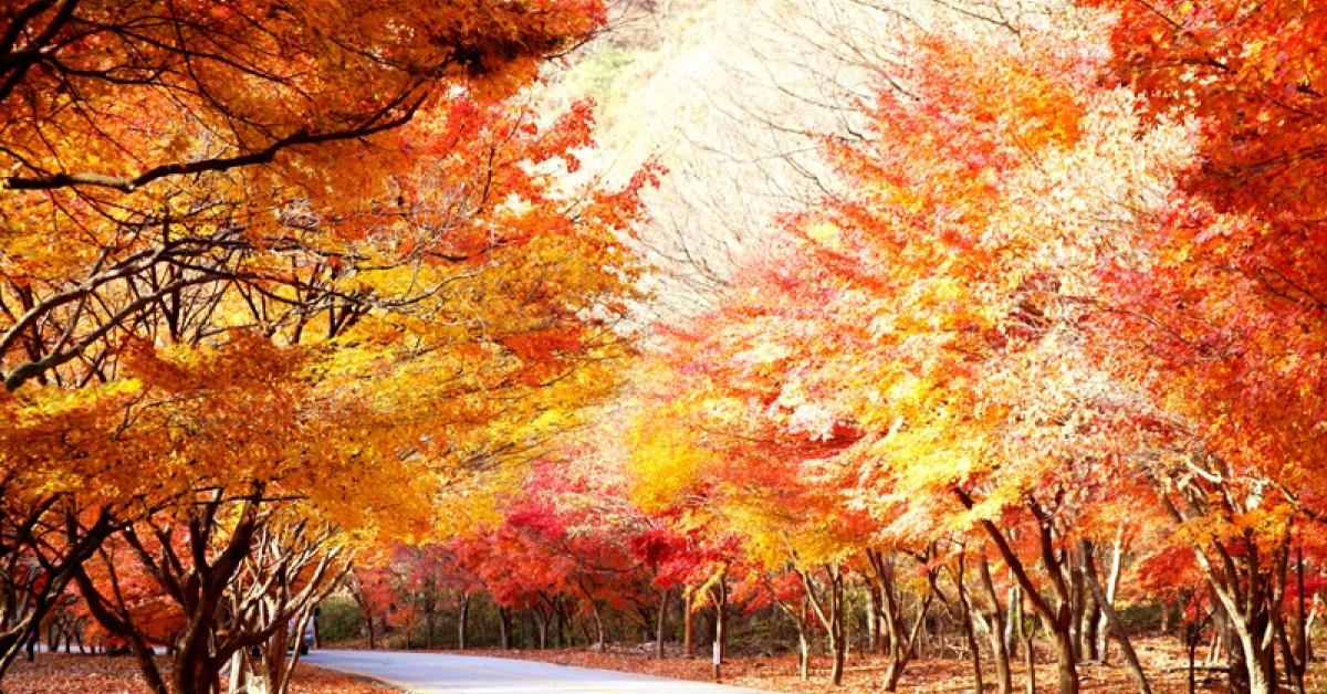 Perfumed Horoscope November 10 November 16 Fragrant Horoscope