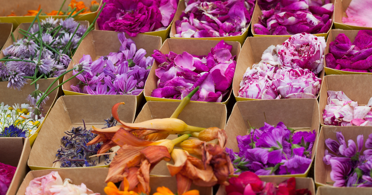 The Language of Scent, Part 4 of 5 Columns