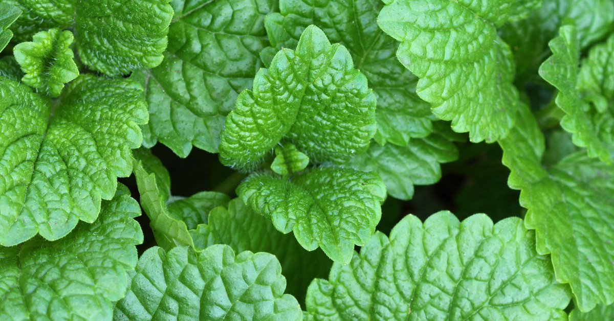 Mint Condition: The Growing Popularity of Mint in Fragrance ~ Raw Materials