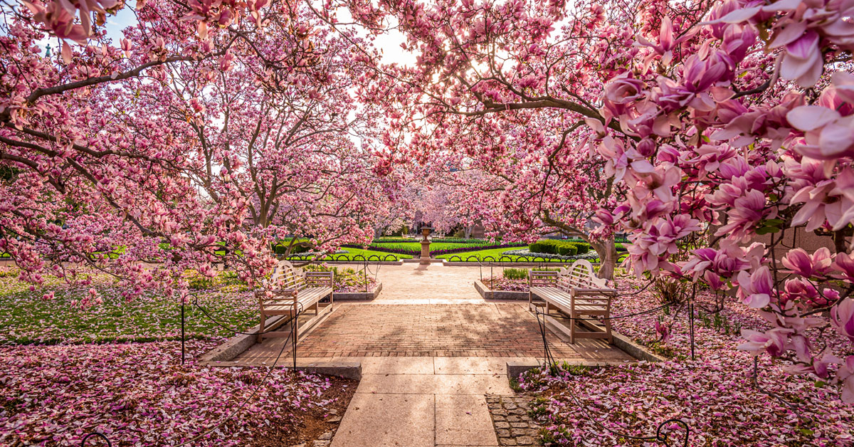 Prunus x subhirtella autumnalis