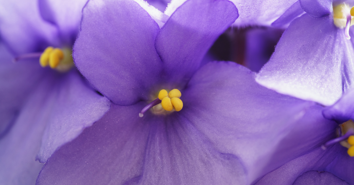 Color and Smell, Part II Violet Raw Materials