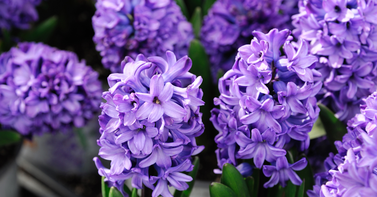 Color and Smell, Part IV Hyacinth Raw Materials