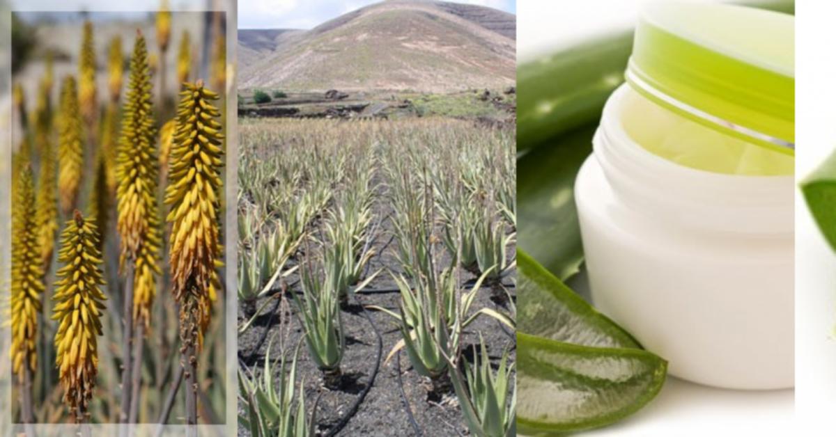 Aloe Vera  Die Wunderpflanze ~ Duftnoten