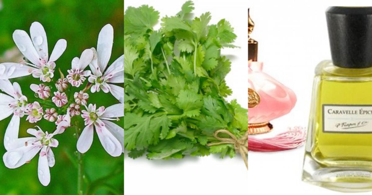 Koriander in Parfums ~ Duftnoten