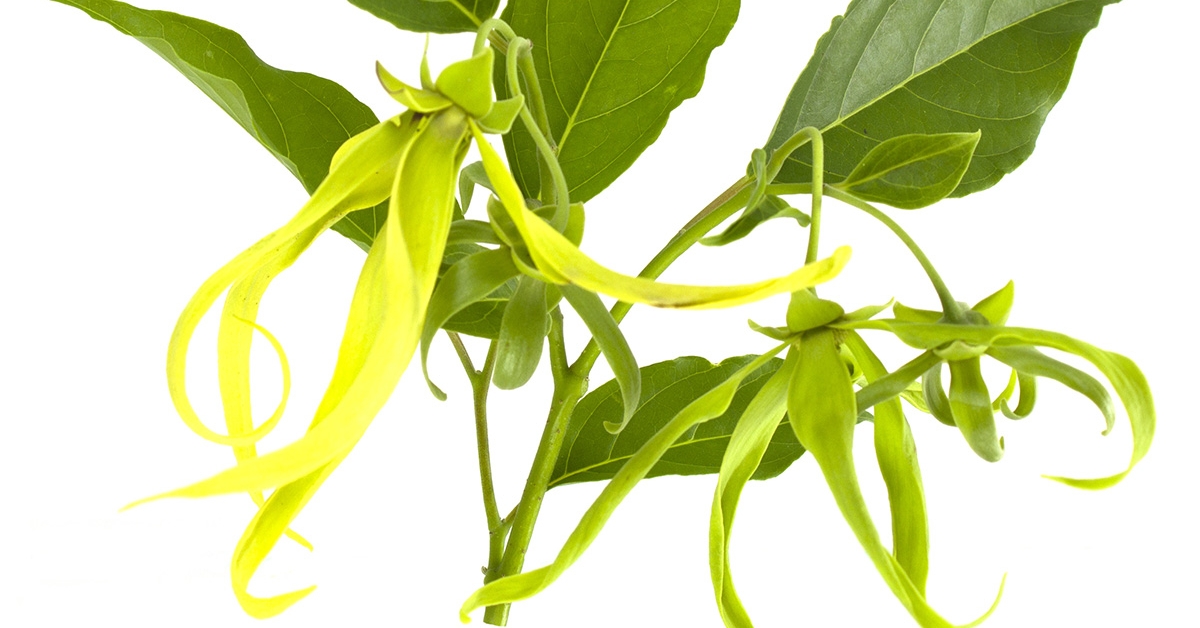 Ylang-Ylang en tu jardín y hogar ~ Jardín Fragante