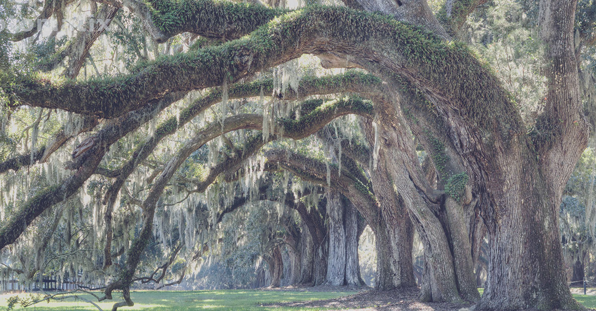Musgo de Roble y Musgo de Árbol en las Fragancias ~ Materias primas