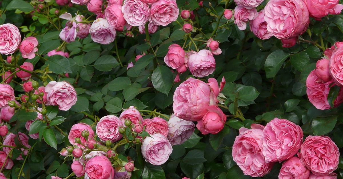 Кустарниковые розы. Кусты роз как называются. Кусты роз как называются. Розы кустовые садовые. Кусты роз как называются.