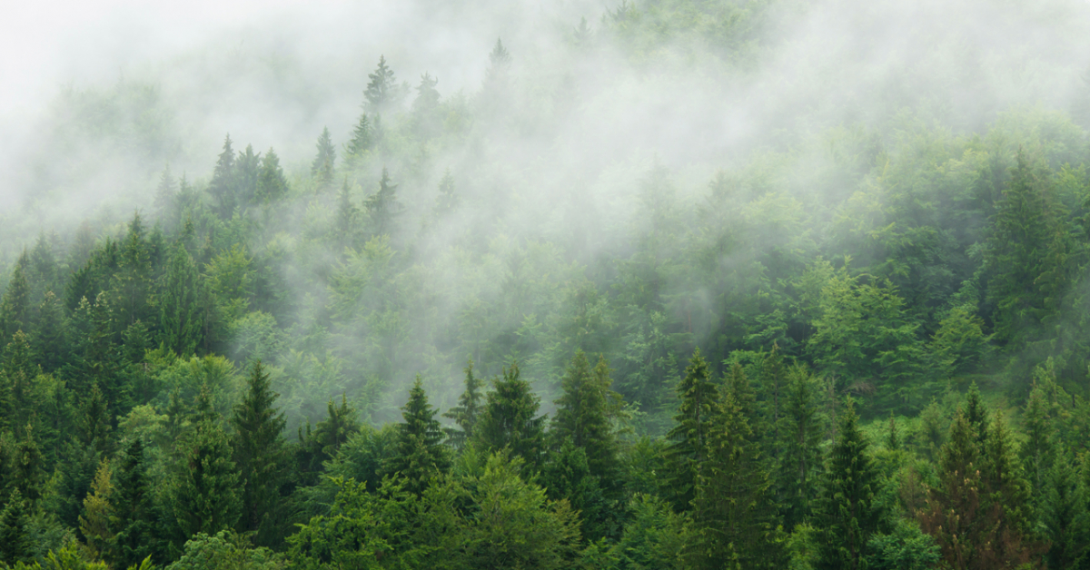 Forest for Man от Victorinox: <b>духи</b> леса и болот ~ Обзоры ароматов